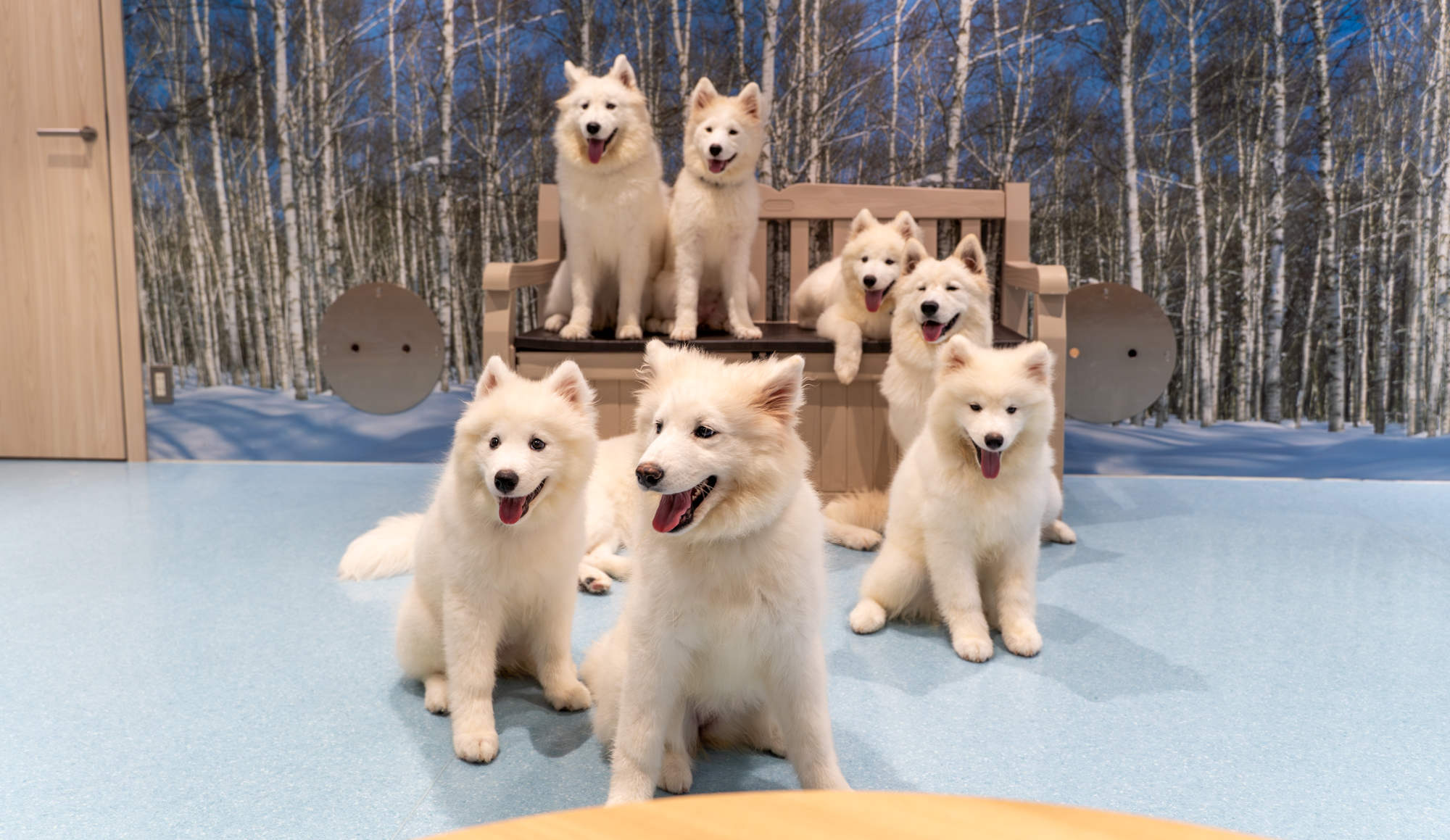 芝浦にもふもふ天国！サモエドカフェで癒しのひとときを | 田町新聞